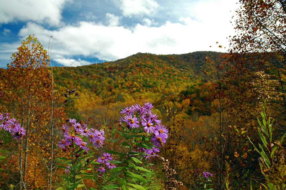 Asters on the Nantahalas