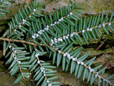 Hemlock Wooly Adelgid