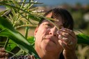 Institute of American Indian Arts (IAIA)1994 Land-Grant Tribal College and University (TCU) Land-Grant program Gardner Teresa Kaulaity Quintana (Kiowa) leads the gardening team, operations, instruction and outreach for all things related the campus demonstration garden and greenhouse, in Santa Fe, NM, on Sept. 11, 2019. USDA Photo by Lance Cheung. Source: https://www.flickr.com/photos/usdagov/49240394018/in/gallery-72814607@N02-72157721076517284/