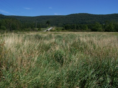 Reed canary grass (Phalaris arundinacea)