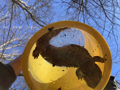 Are Hellbenders Found Downstream of the Ohio Train Derailment Really a Sign That the Water is Safe?