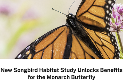 New Songbird Habitat Study Unlocks Benefits for the Monarch Butterfly