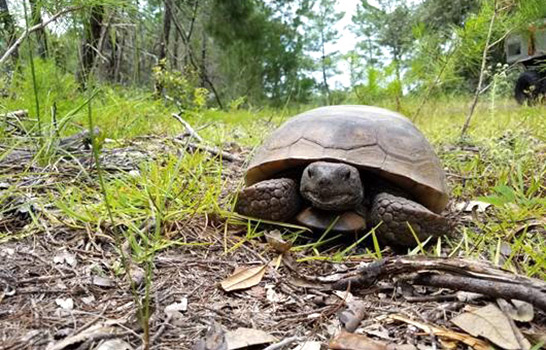 Gopher Turtle