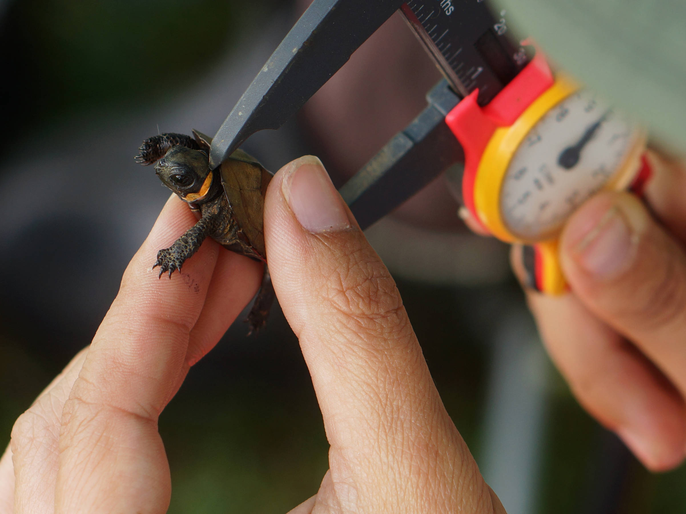 bog turtle measure