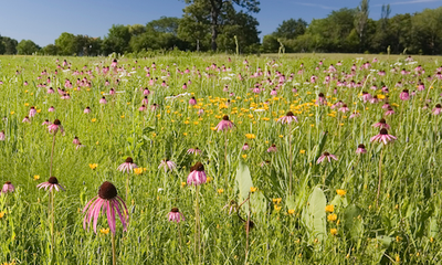 Grasslands and Savannas