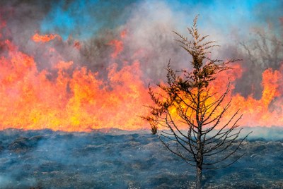 Prescribed Burn Woody Encroachment