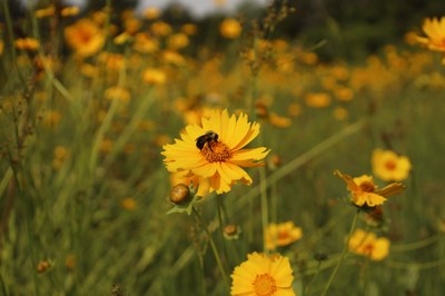 Bee on flower