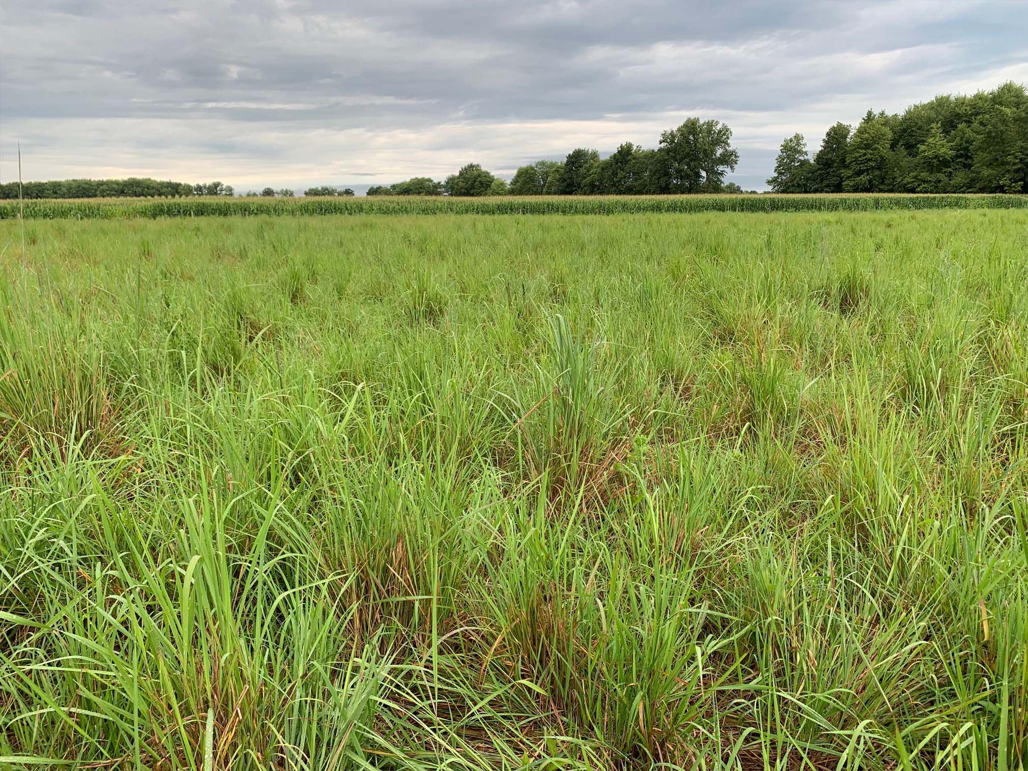 Warm Season Native Grasses 2