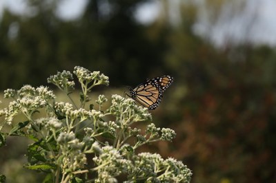 Monarch on Milkweed