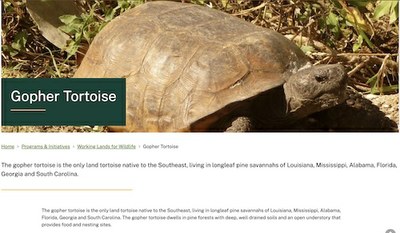 Gopher Tortoise