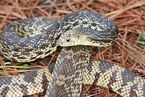 Louisiana Pine Snake