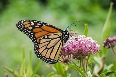 Monarch Butterflies