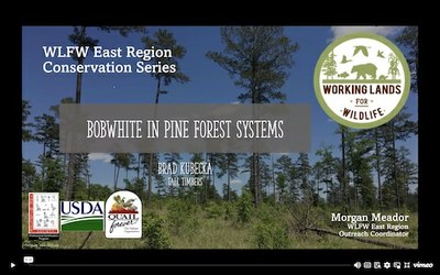 WLFW East Region Conservation Webinar Series: Northern Bobwhite Session #5 “Bobwhite in Pine Forest Systems”