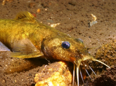 Endangered and Threatened Fishes Return to Home Waters in Tennessee