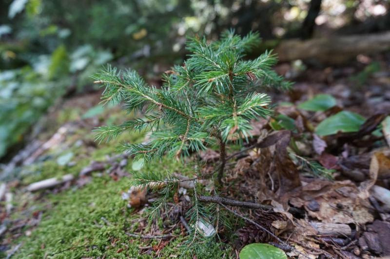 New Handouts Summarize Tree Species Responses to Climate Change