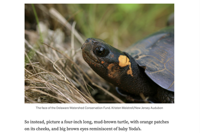 Slow and Steady: Bog Turtles at Home on Private Lands