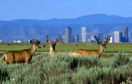 Urban Wildlife Initiative Engages Communities