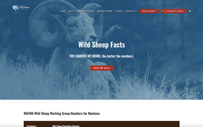 Montana Wild Sheep Foundation