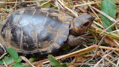 Bog turtle