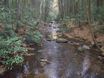 Georgia River