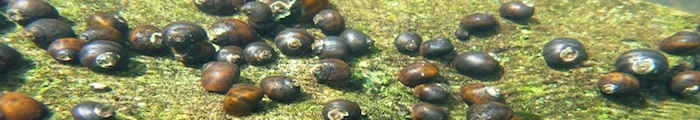 Freshwater Mollusks Banner