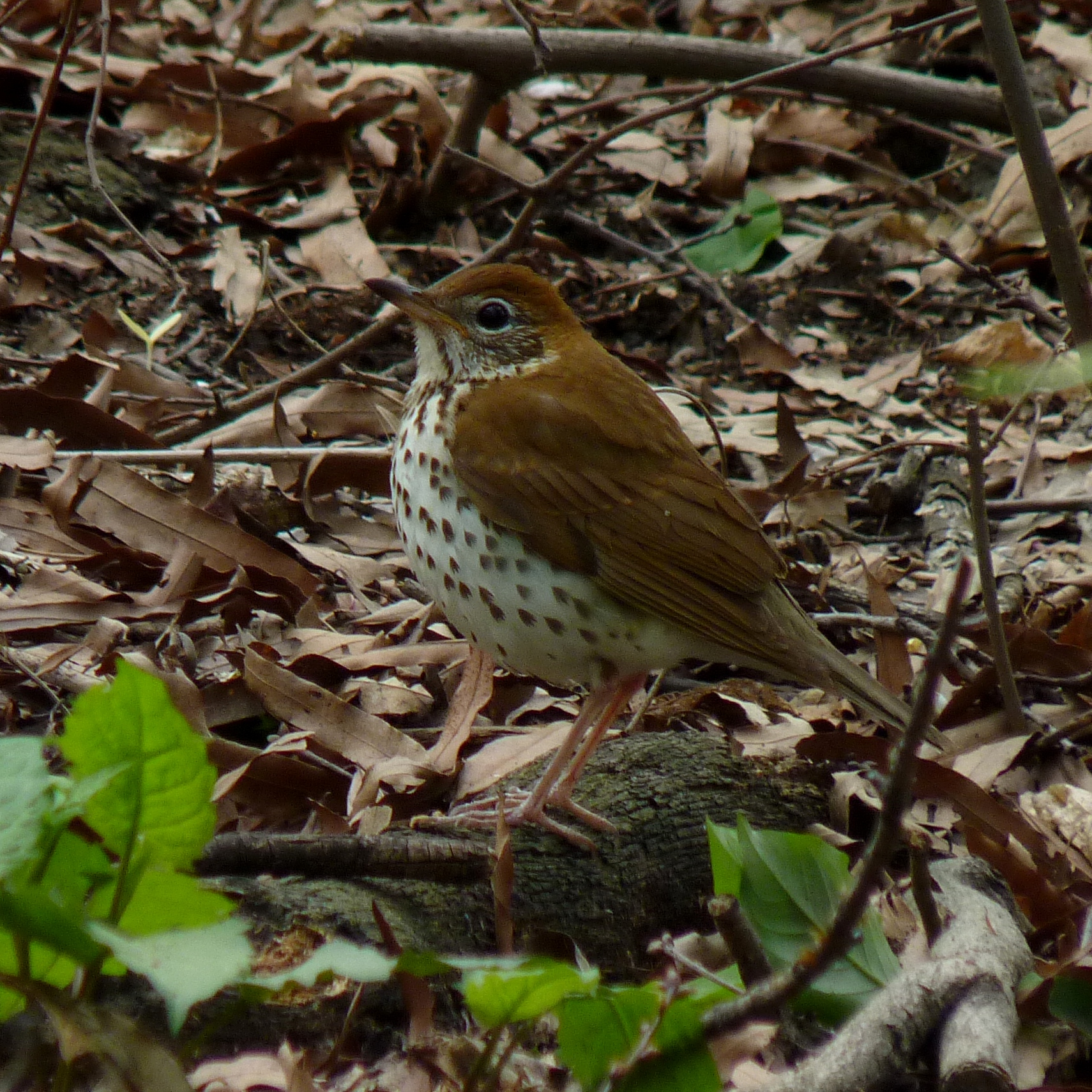 Wood Thrush