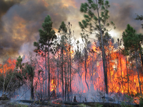 The 800-acre Buck Lake Wildfire began in the Buck Lake Conservation Area, Florida on February 21, 2011. Credit: Steve Miller
/key-issues/wildland-fire/fire-mapping/regional-fire-mapping/se-firemap/se-firemap-collection/