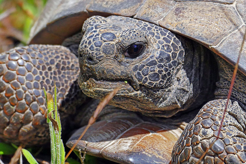 Amazing Creatures in Longleaf Pine Flatwoods and Sandhills