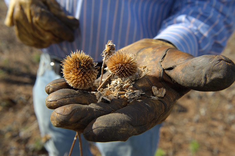 Gloved hand with Seedpods