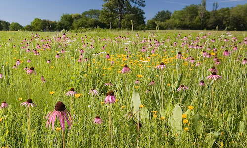 Landscape Partnership