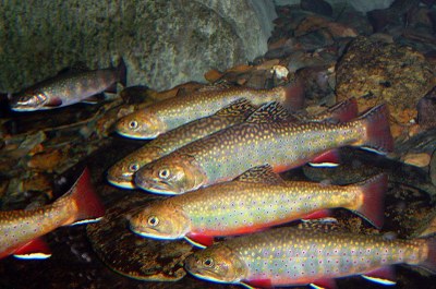 Aquatic Systems Workspace